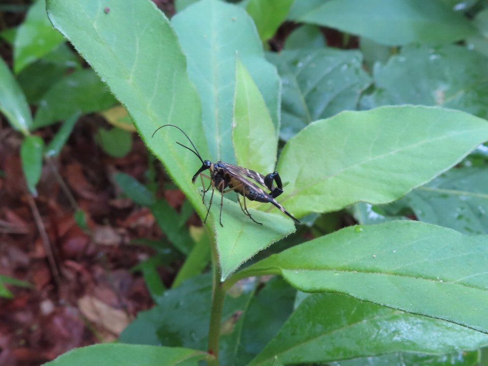 小山内裏公園250528ヤマトシリアゲ♂