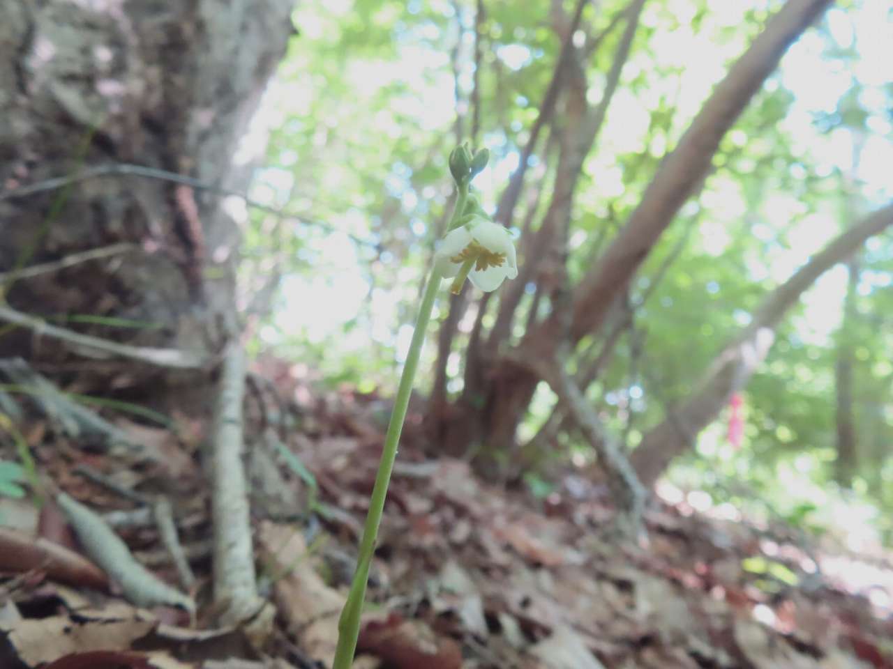小山内裏公園250607イチヤクソウ (1)