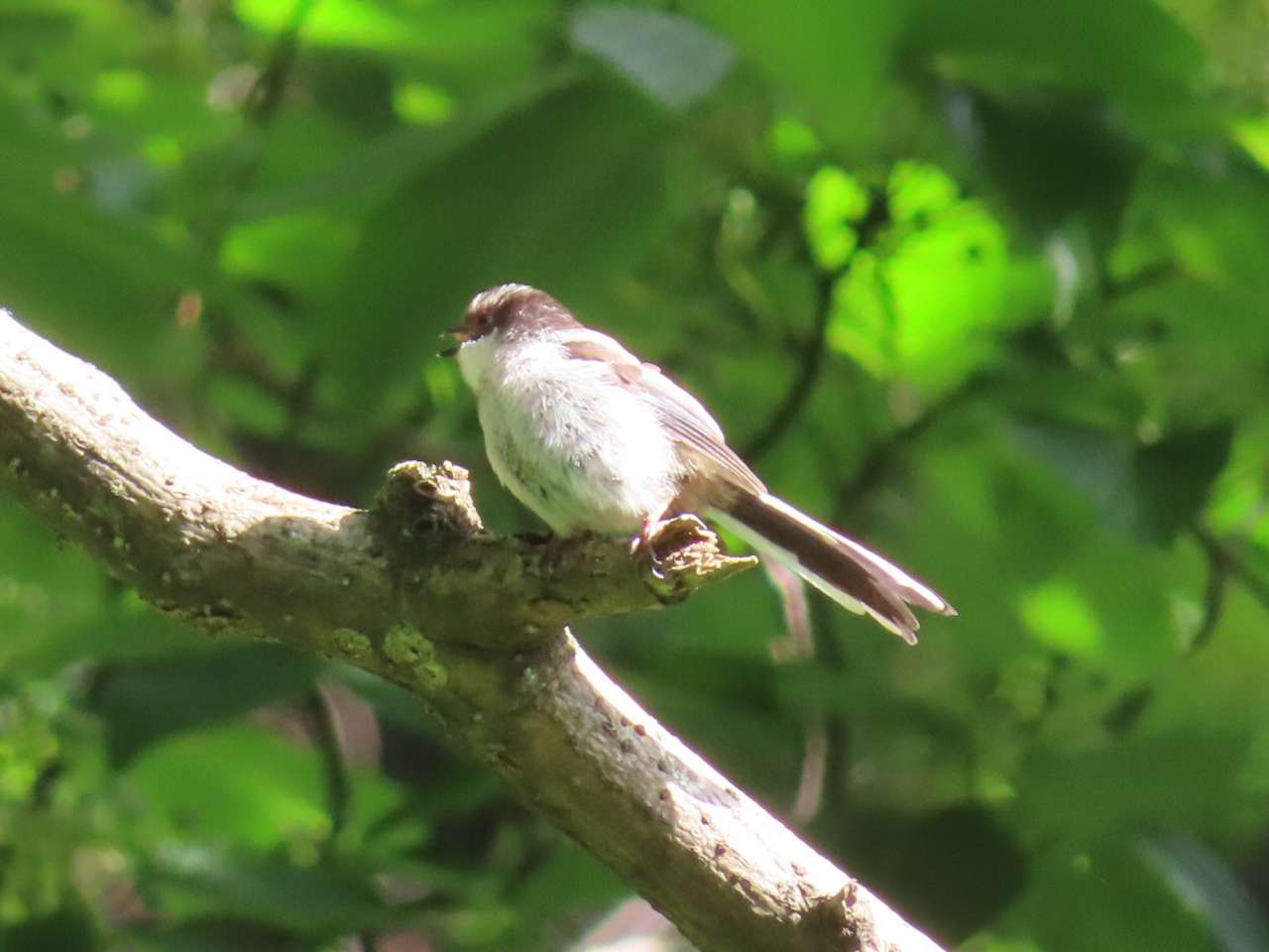 小山内裏公園250607エナガ若鳥 (2)