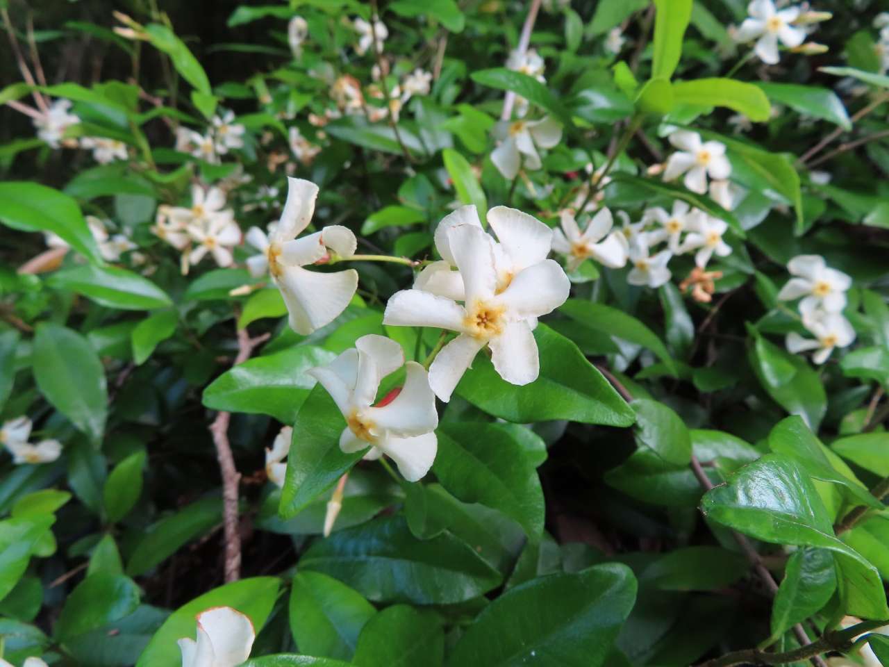 小山内裏公園250607テイカカズラ (1)