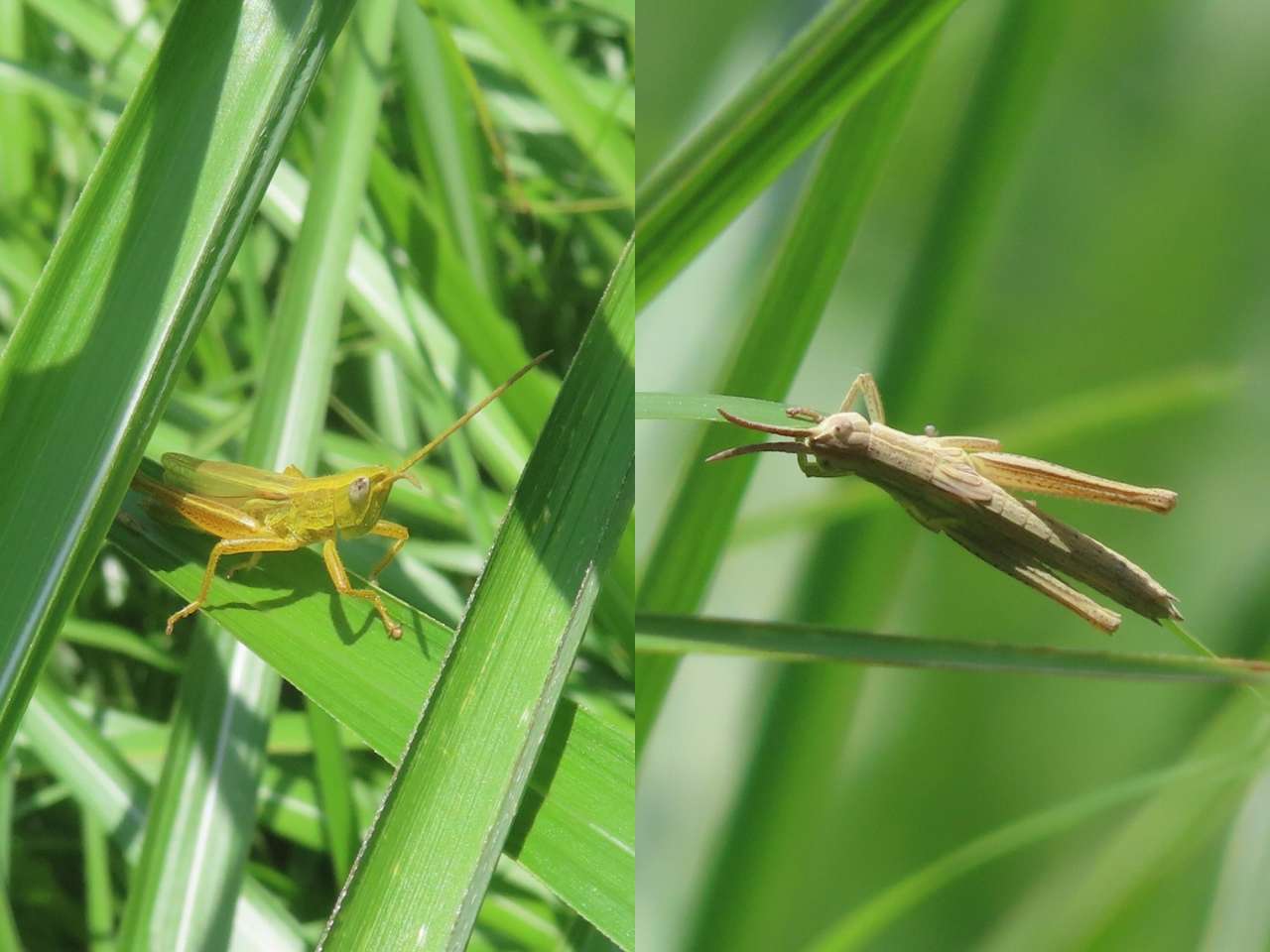 小山内裏公園250607ナキイナゴ♂♀