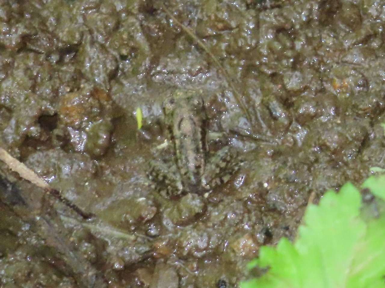 小山内裏公園250607ヤマアカガエル上陸直後