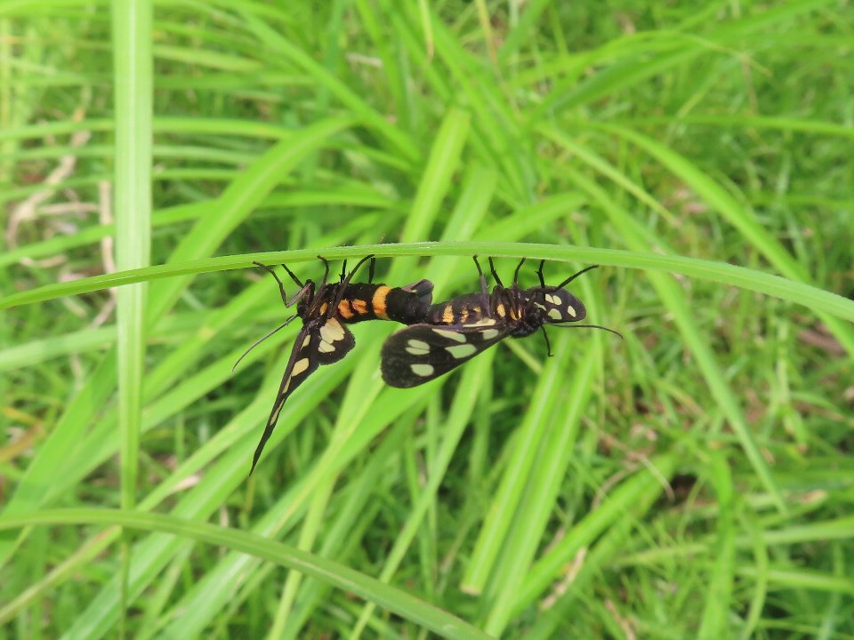 小山内裏公園250613カノコガ