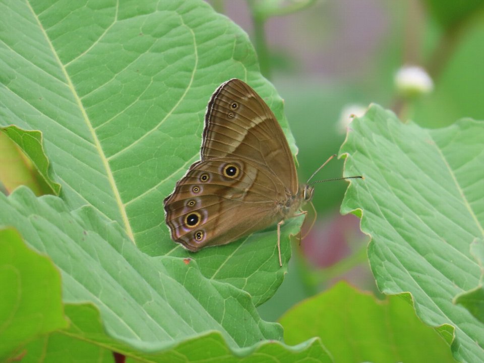 小山内裏公園250613ヒカゲチョウ
