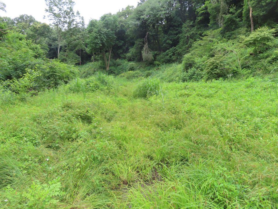 小山内裏公園250613津島谷戸中流部