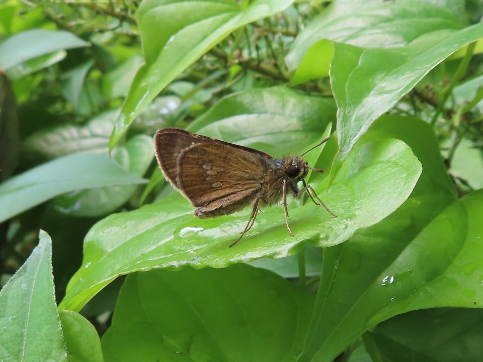 小山内裏公園250627オオチャバネセセリ