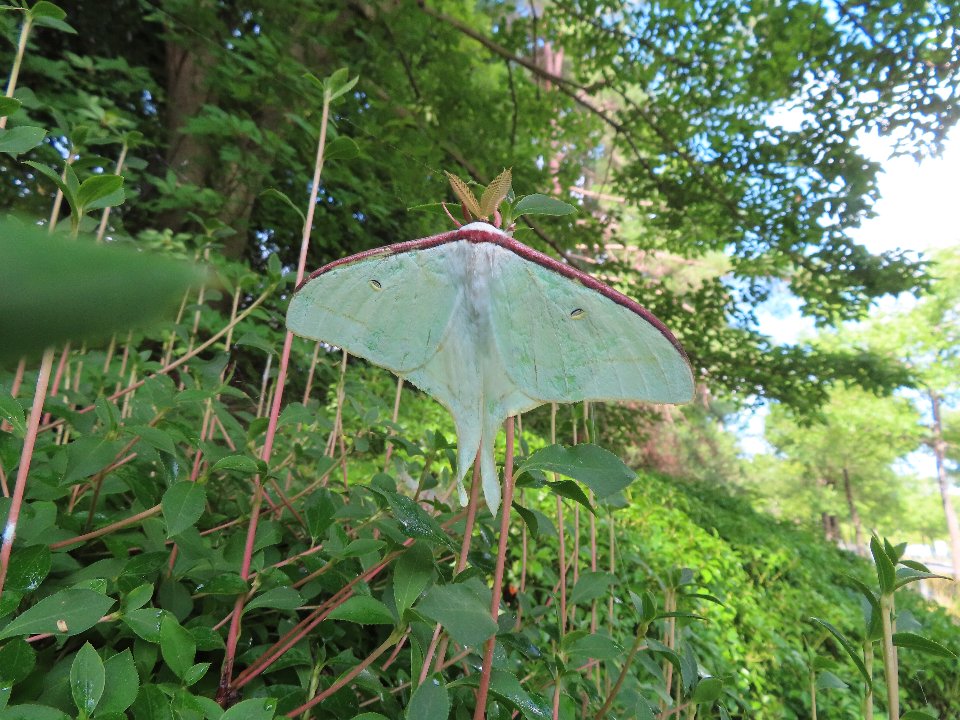 小山内裏公園250627オオミズアオ
