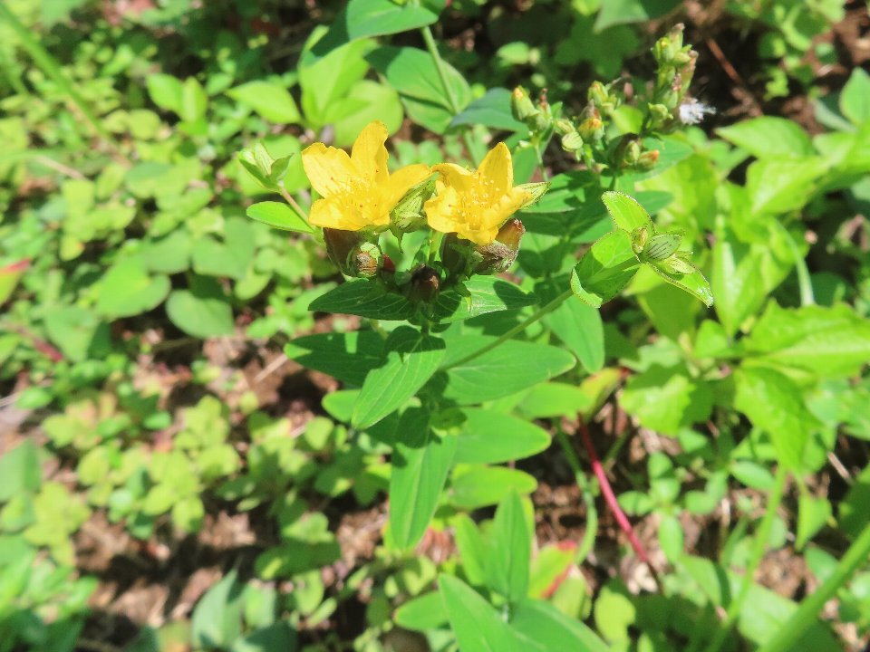 小山内裏公園250627オトギリソウ (1)