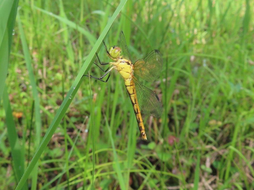 小山内裏公園250627ヒメアカネ未熟個体