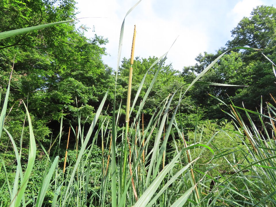 小山内裏公園250627ヒメガマ (1)