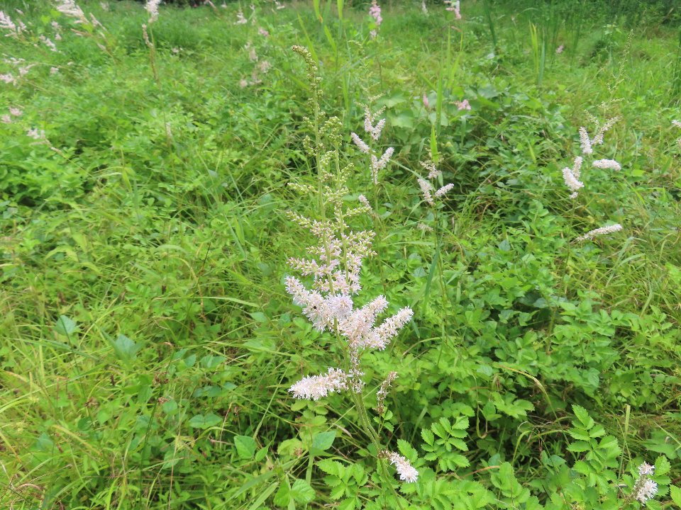 小山内裏公園250705チダケサシ (1)