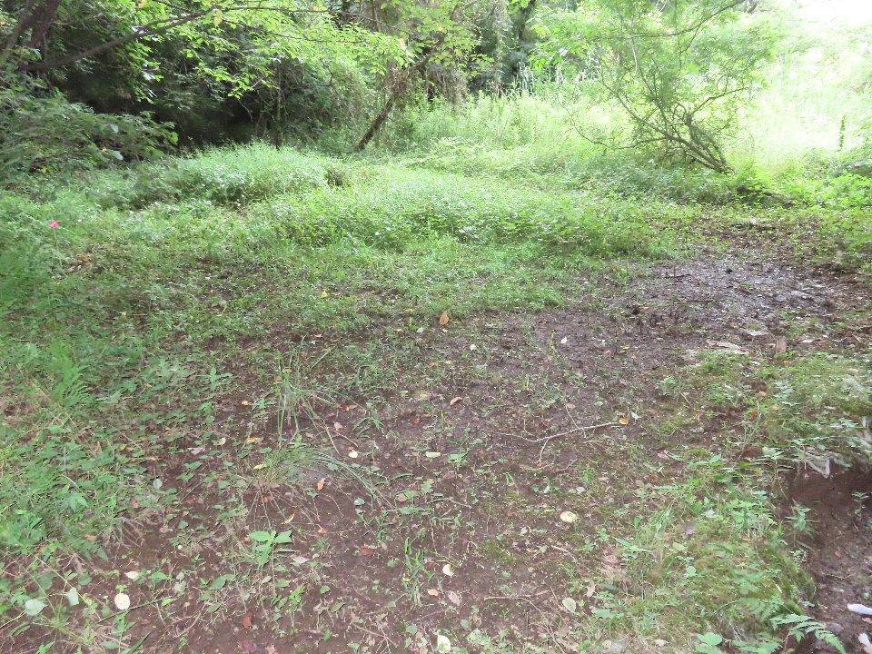 小山内裏公園250710休耕田希少種マーキング (6)