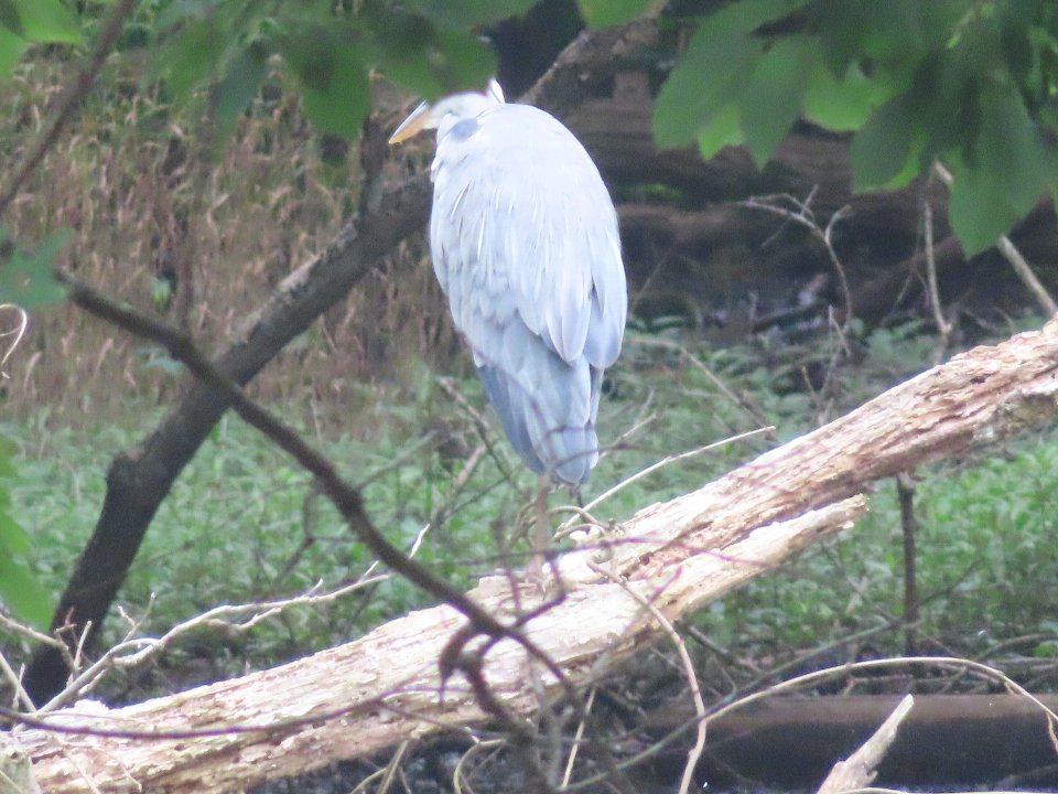 小山内裏公園250712アオサギ (2)