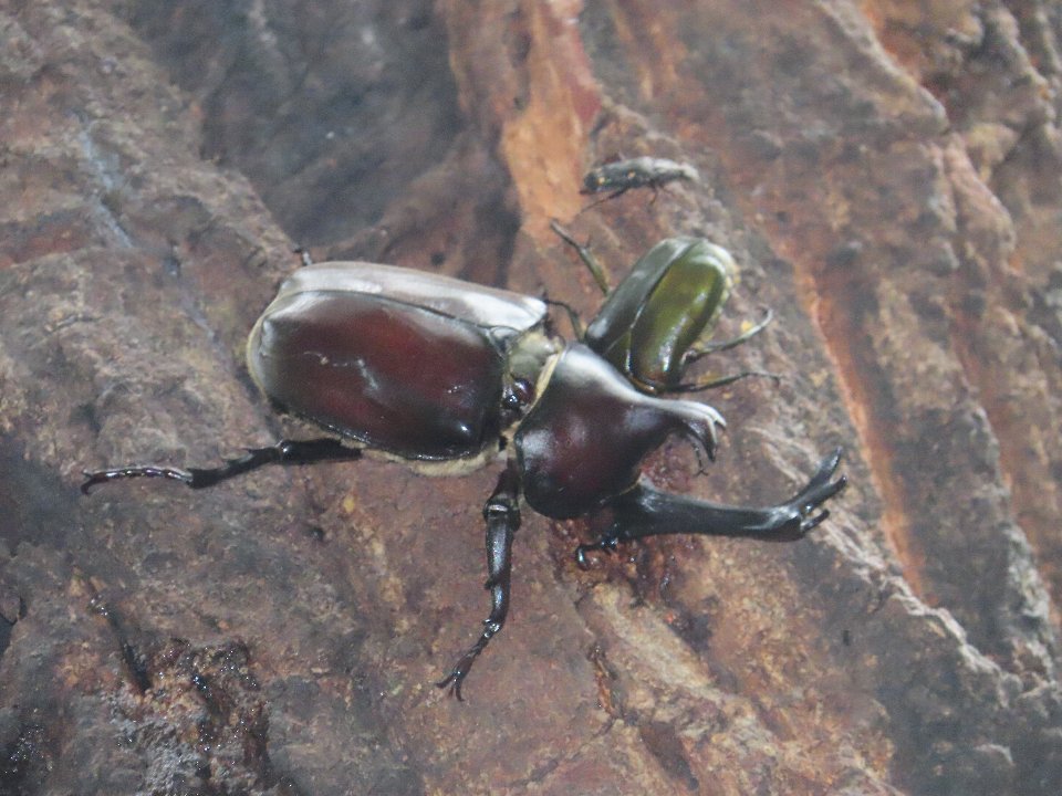 小山内裏公園250712カブトムシ