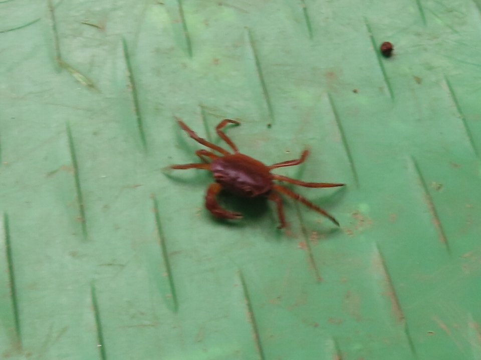 小山内裏公園250712サワガニ