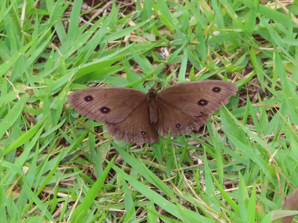 小山内裏公園250712ジャノメチョウ