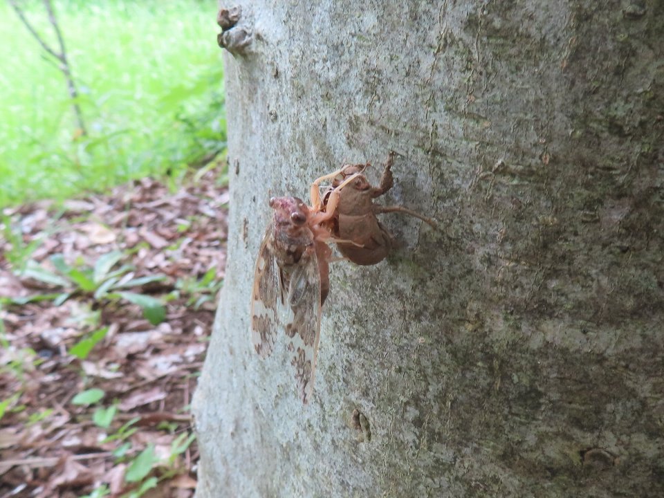 小山内裏公園250712ニイニイゼミ羽化 (2)