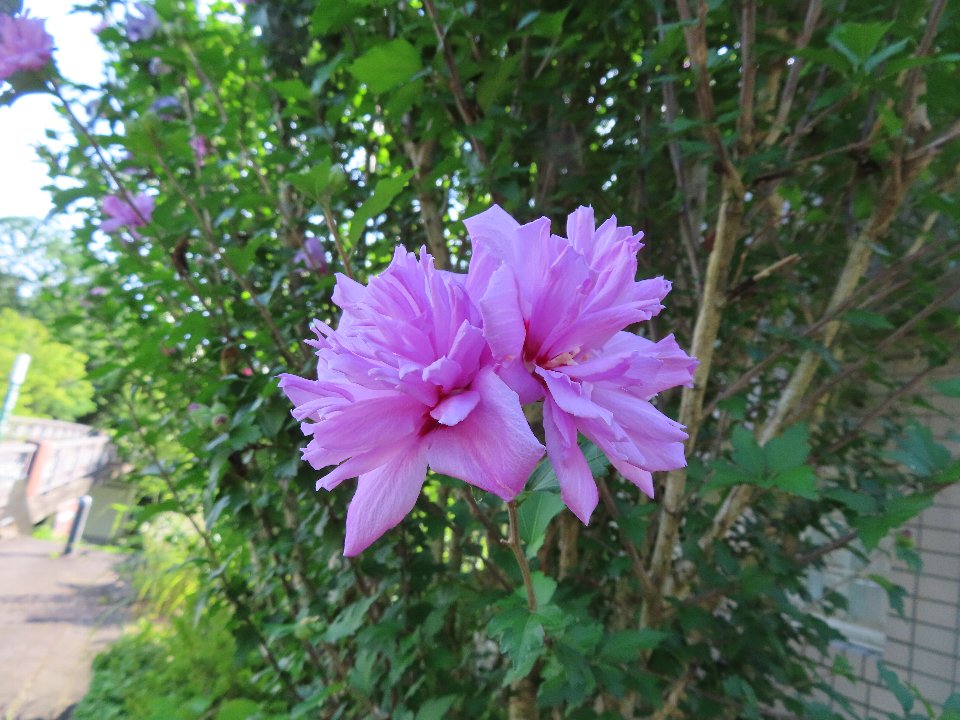 小山内裏公園250719ムクゲ (1)