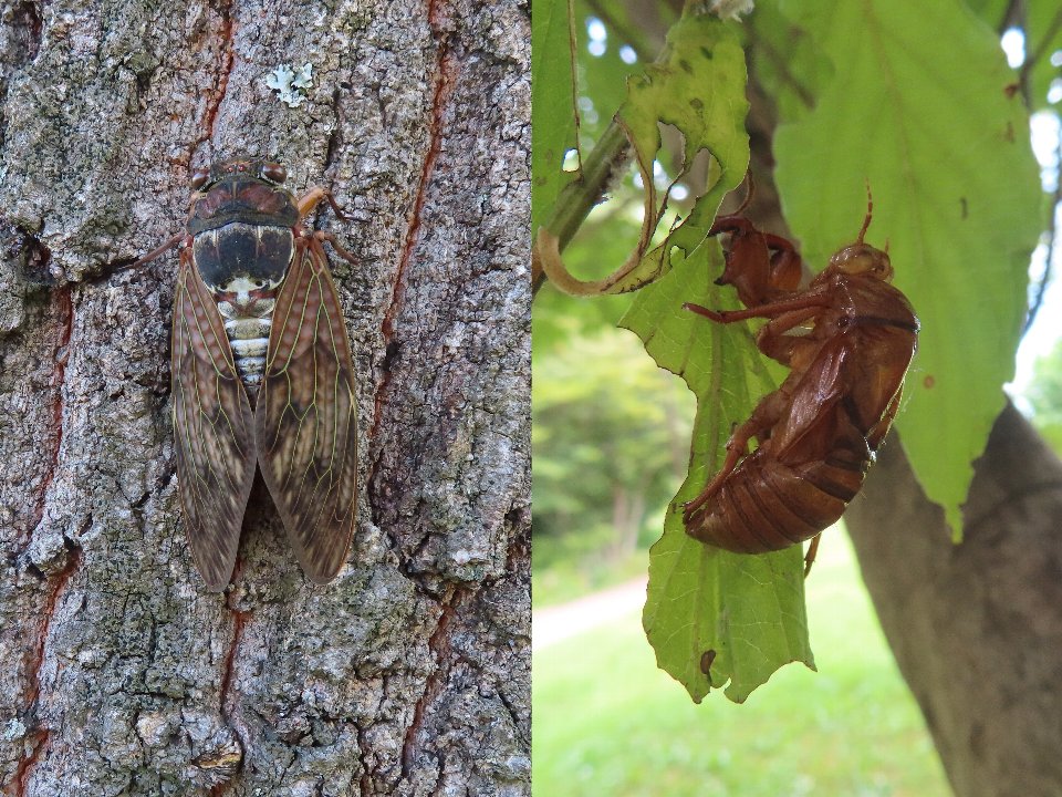 小山内裏公園250727アブラゼミ