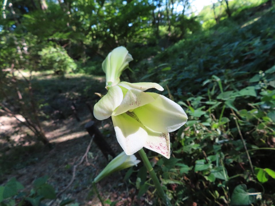 小山内裏公園250727ウバユリ (1)