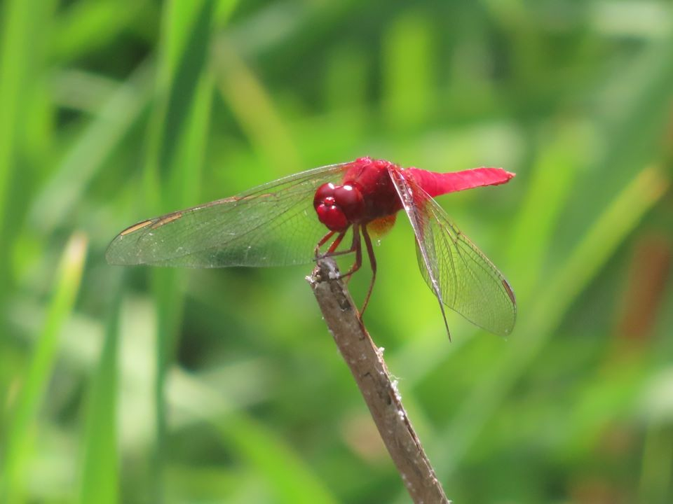 小山内裏公園250727ショウジョウトンボ