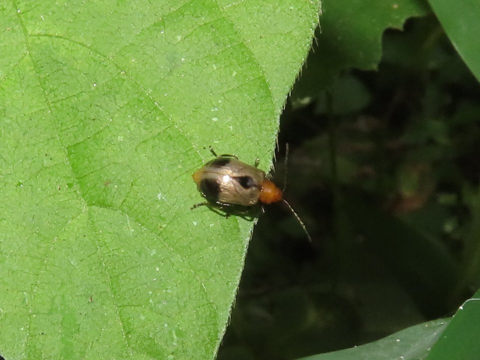 小山内裏公園250803アトボシハムシ