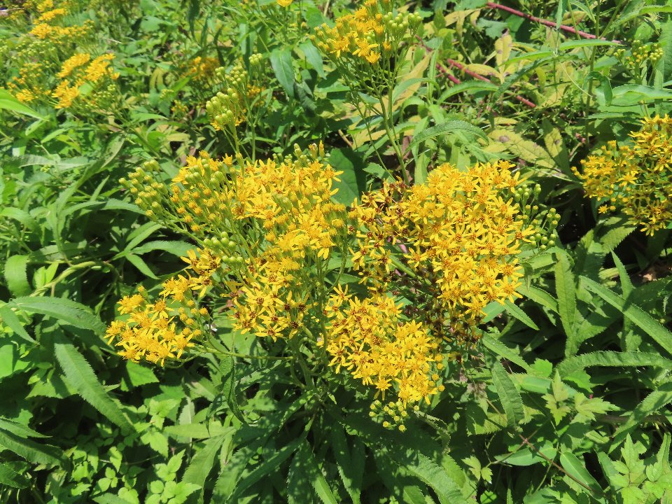 小山内裏公園250803ハンゴンソウ (1)