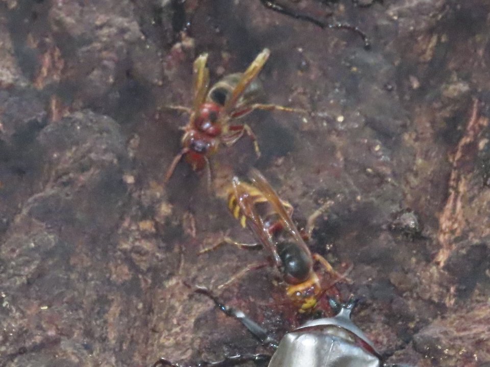 小山内裏公園250803モンスズメバチ、チャイロスズメバチ他