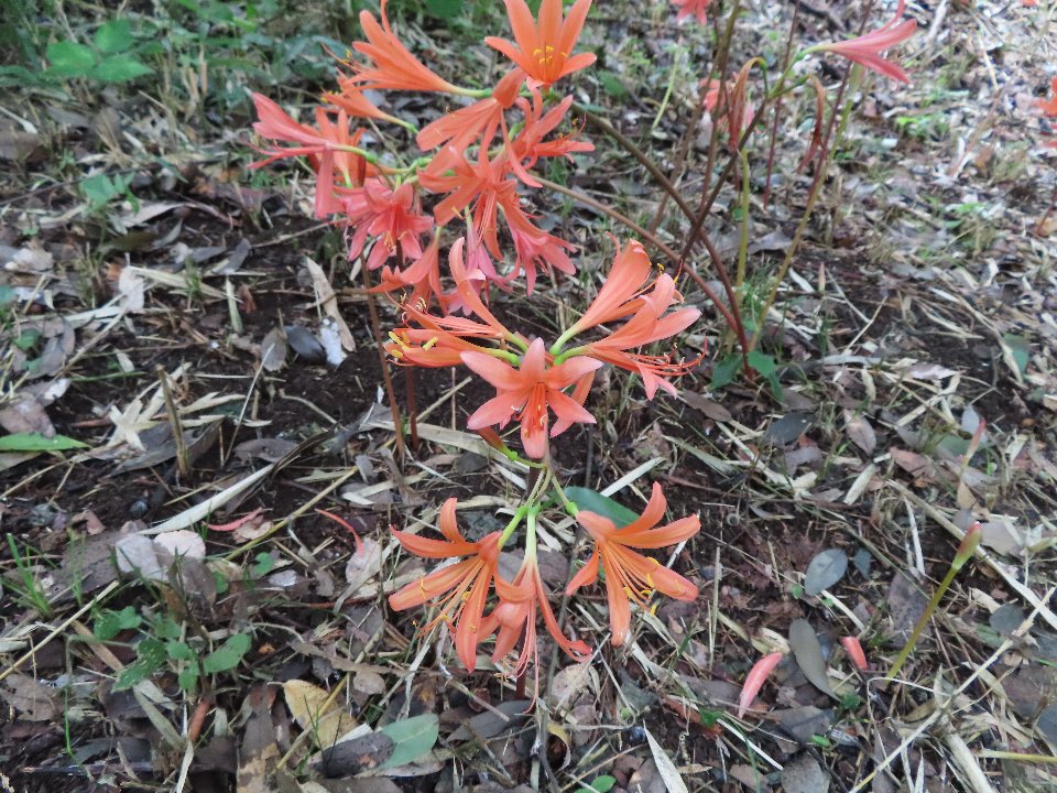 小山内裏公園250812キツネノカミソリ (1)
