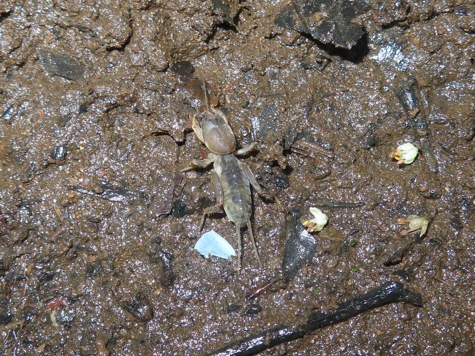 小山内裏公園250812ケラ幼虫