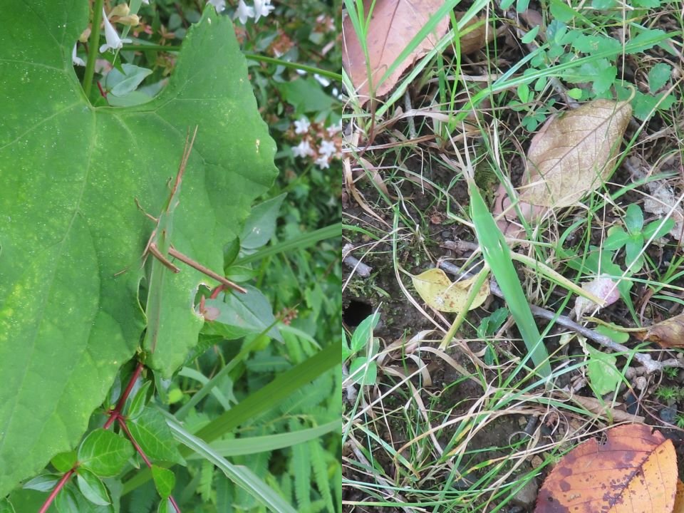 小山内裏公園250812ショウリョウバッタ♂♀