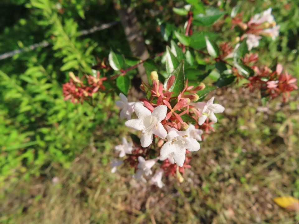 小山内裏公園250817アベリア (1)