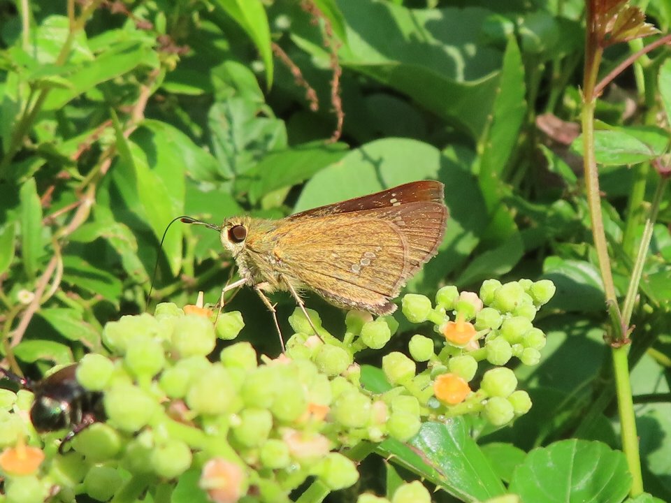 小山内裏公園250817イチモンジセセリ