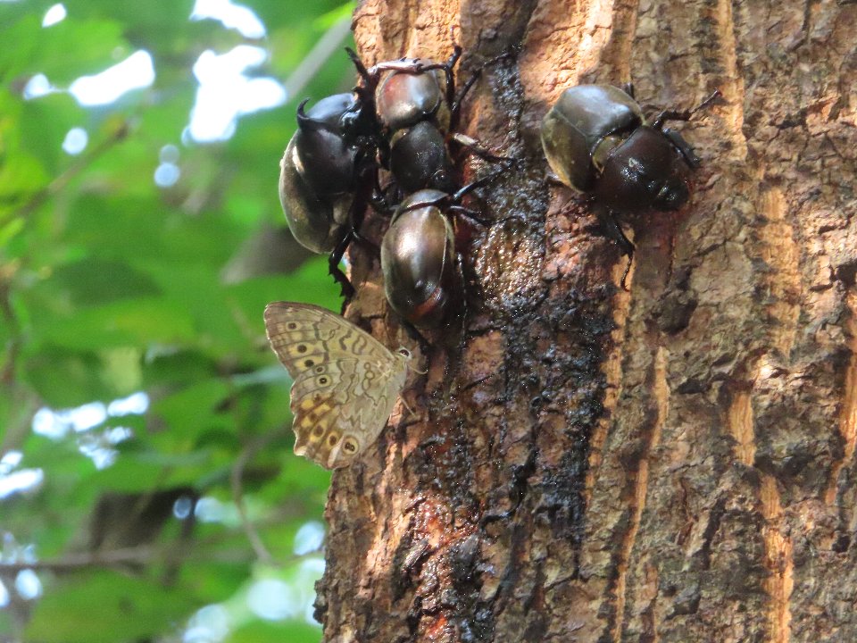 小山内裏公園250817カブトムシ、サトキマダラヒカゲ