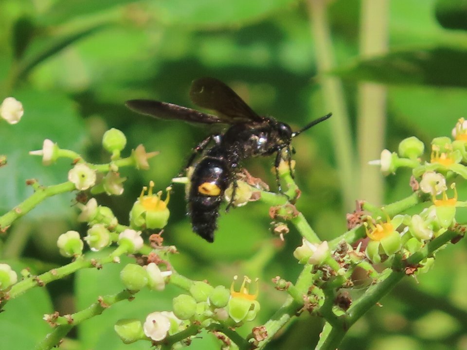 小山内裏公園250903キオビツチバチ