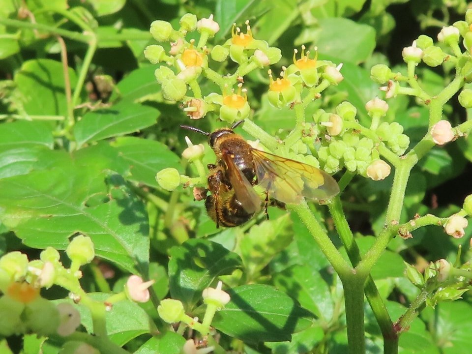 小山内裏公園250903キンケハラナガツチバチ