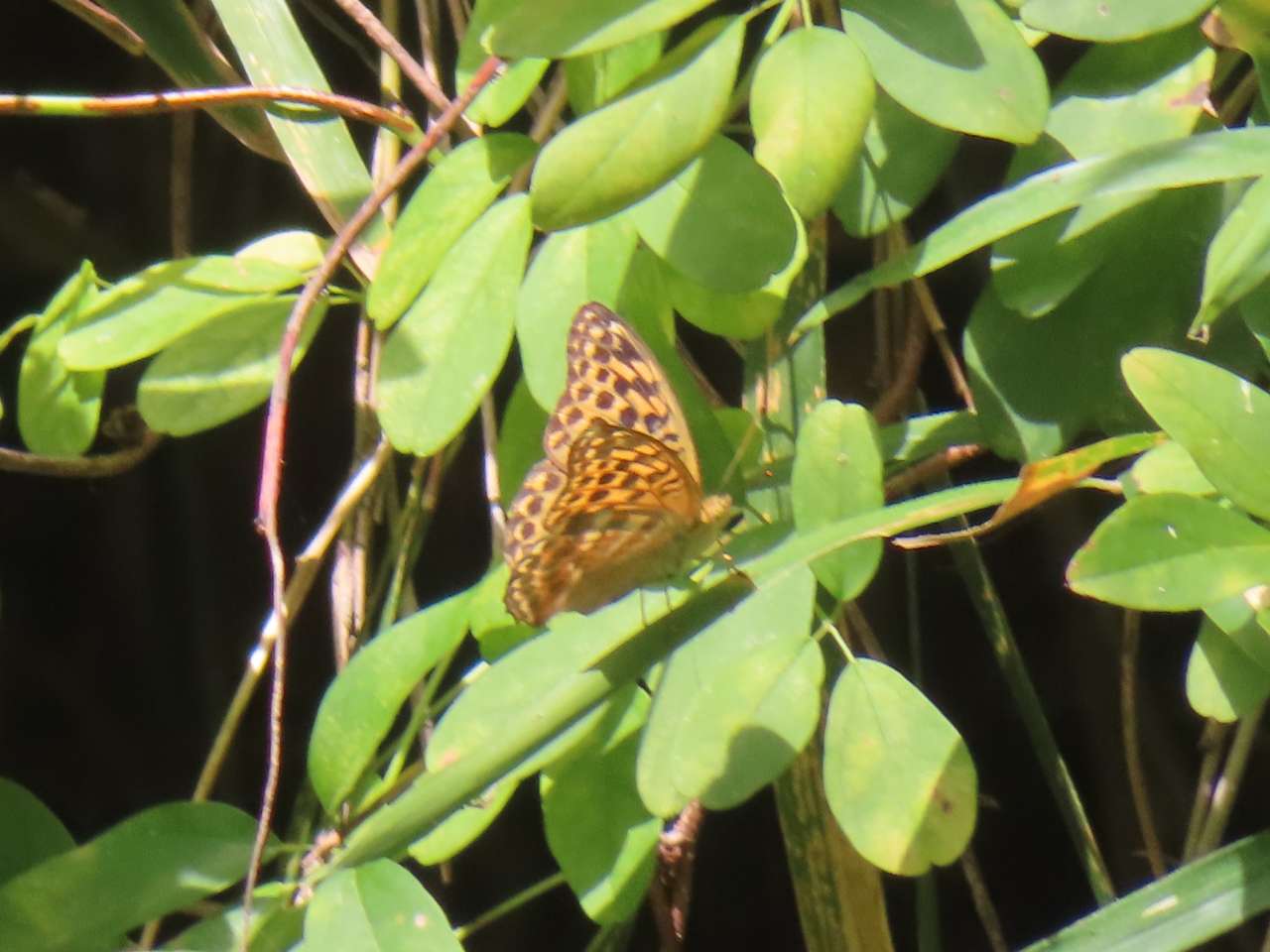 小山内裏公園250903ミドリヒョウモン