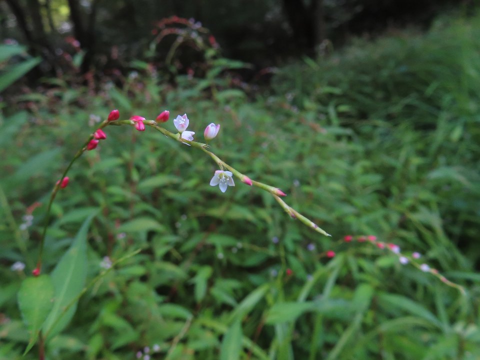 小山内裏公園250914ボントクタデ (1)