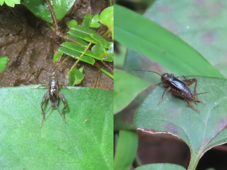小山内裏公園250914ヤチスズ♂♀