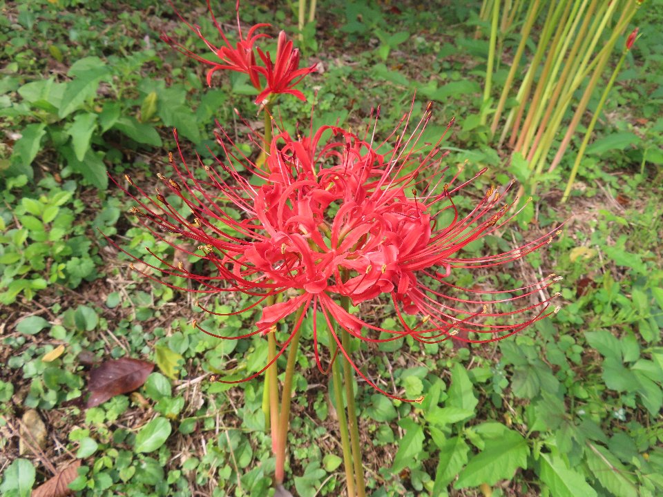 小山内裏公園250923ヒガンバナ (1)
