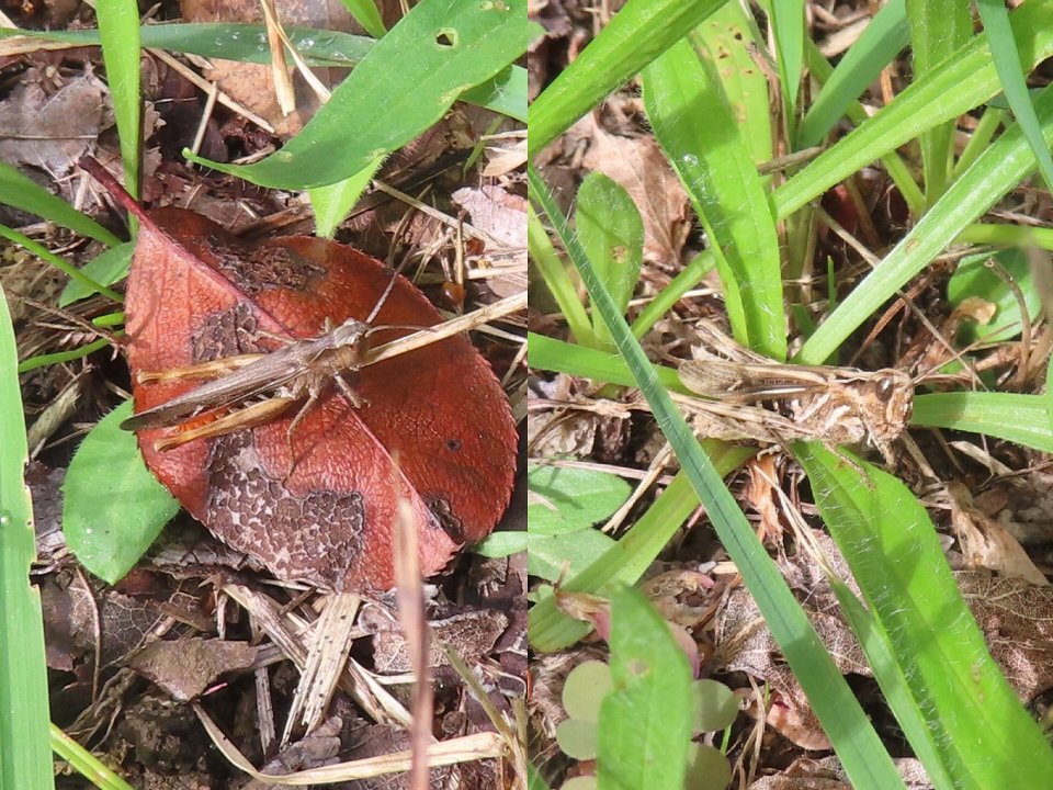 小山内裏公園251002ヒナバッタ♂♀