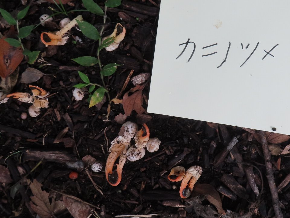 小山内裏公園251012カニノツメ