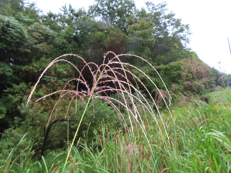 小山内裏公園251016オギ (1)
