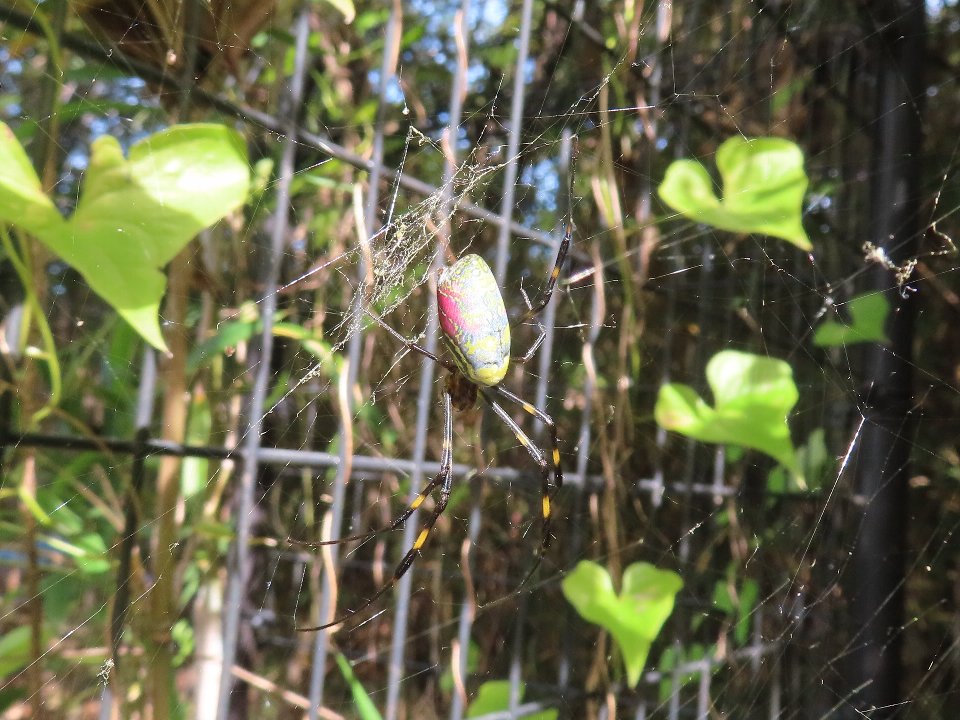 小山内裏公園251029ジョロウグモ