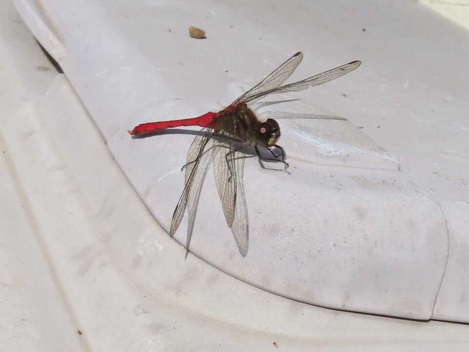小山内裏公園251029マユタテアカネ