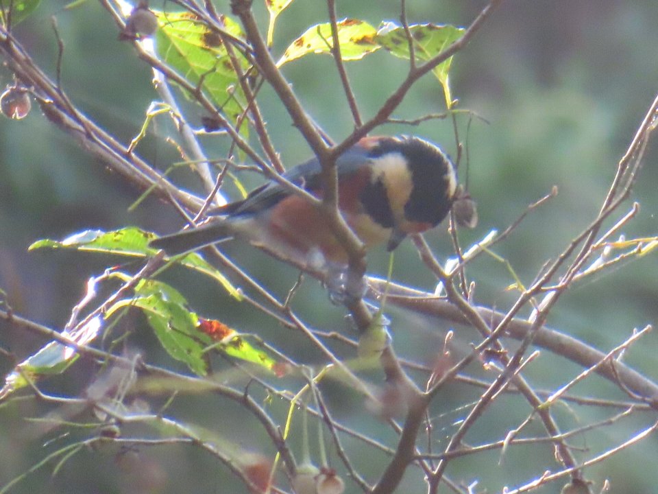 小山内裏公園251104ヤマガラ