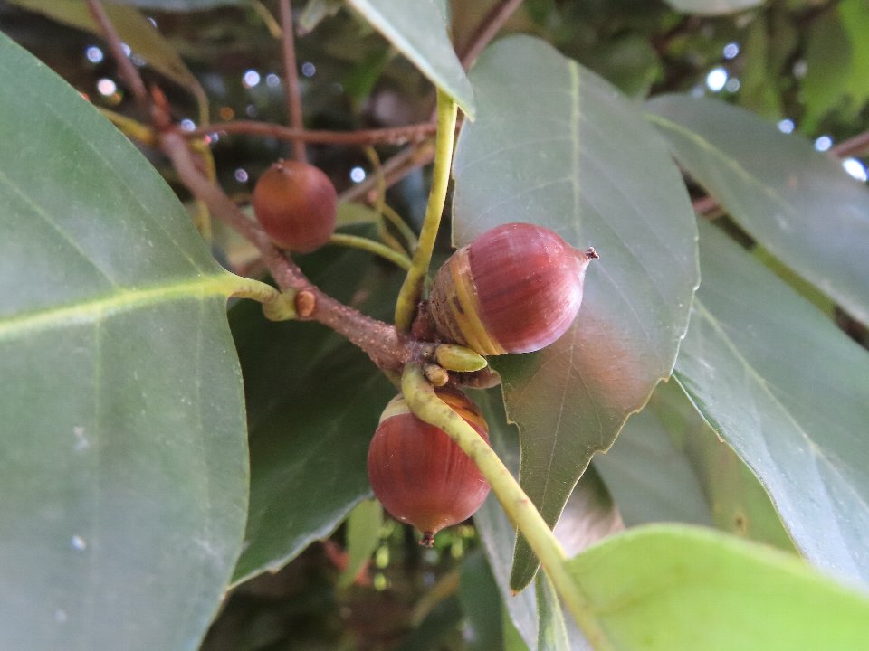 小山内裏公園251117アラカシ (1)