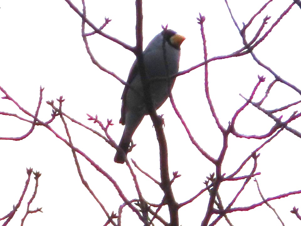 小山内裏公園251123イカル