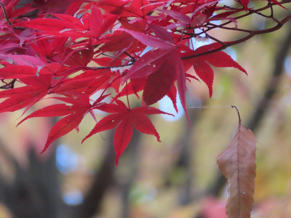 小山内裏公園251123イロハモミジ (1)