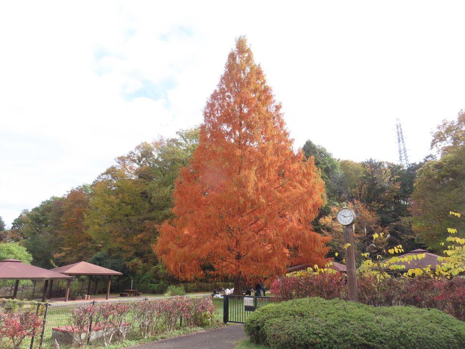 小山内裏公園251123メタセコイア (3)